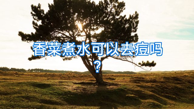 香菜煮水可以去痘吗?