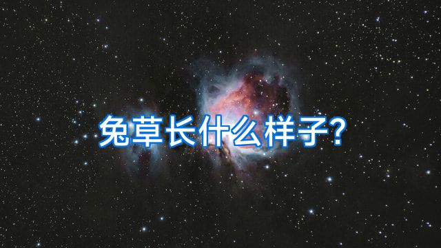 兔草长什么样子?