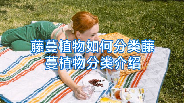 藤蔓植物如何分类藤蔓植物分类介绍