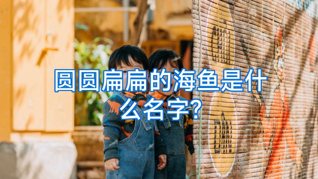 圆圆扁扁的海鱼是什么名字?