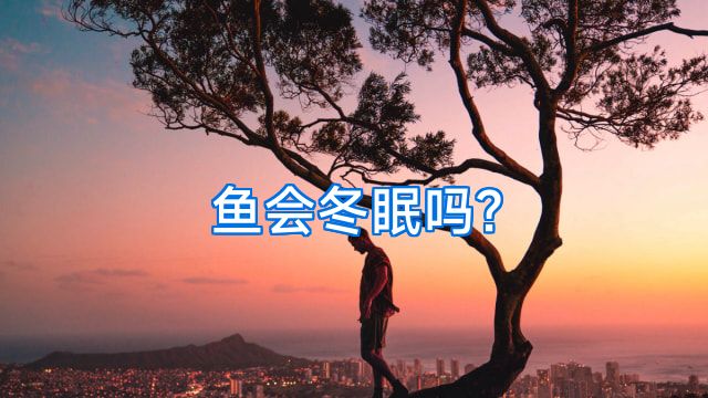 鱼会冬眠吗?