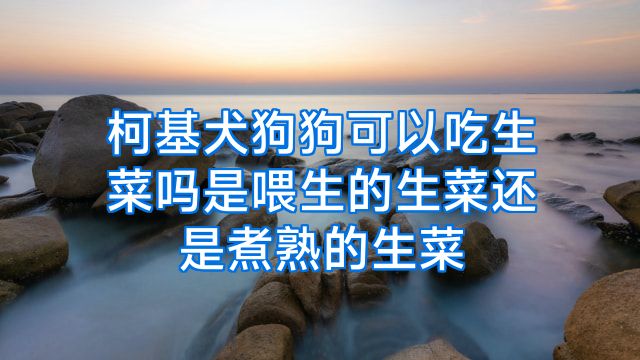 柯基犬狗狗可以吃生菜吗是喂生的生菜还是煮熟的生菜