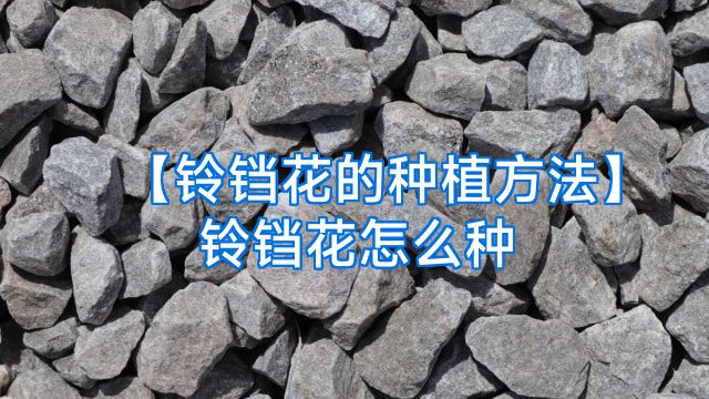 【铃铛花的种植方法】铃铛花怎么种