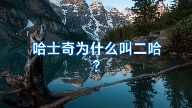 哈士奇为什么叫二哈?