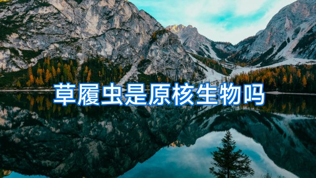 草履虫是原核生物吗