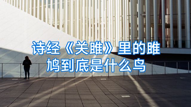 诗经《关雎》里的雎鸠到底是什么鸟