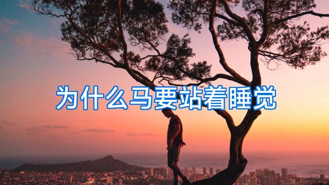 为什么马要站着睡觉