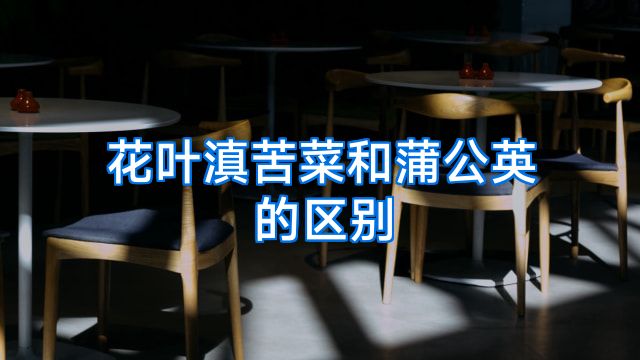 花叶滇苦菜和蒲公英的区别