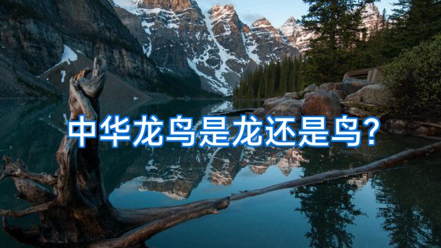 中华龙鸟是龙还是鸟?
