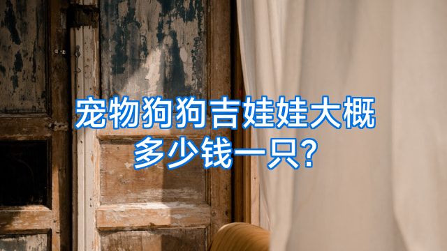 宠物狗狗吉娃娃大概多少钱一只?
