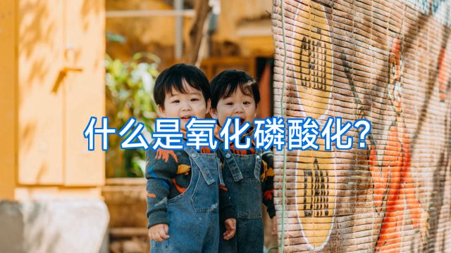什么是氧化磷酸化?