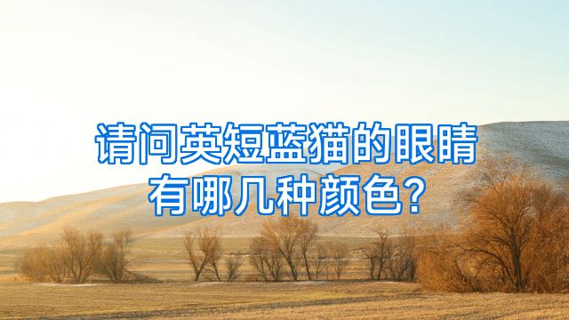 请问英短蓝猫的眼睛有哪几种颜色?