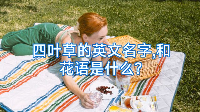 四叶草的英文名字,和花语是什么?