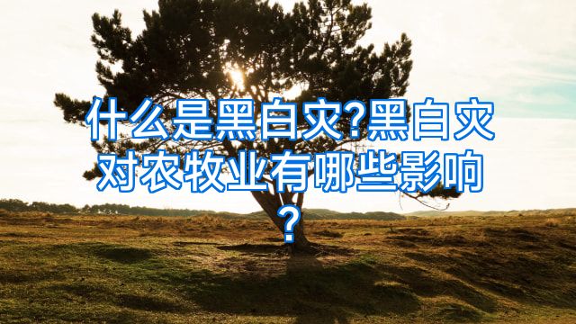 什么是黑白灾?黑白灾对农牧业有哪些影响?