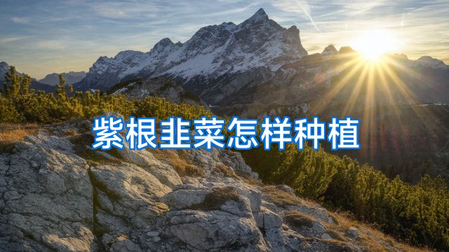 紫根韭菜怎样种植