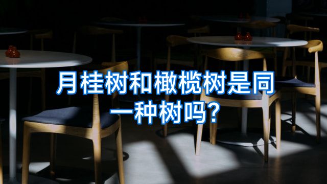 月桂树和橄榄树是同一种树吗?