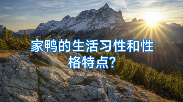 家鸭的生活习性和性格特点?