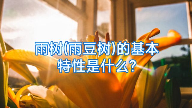 雨树(雨豆树)的基本特性是什么?