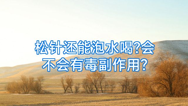 松针还能泡水喝?会不会有毒副作用?