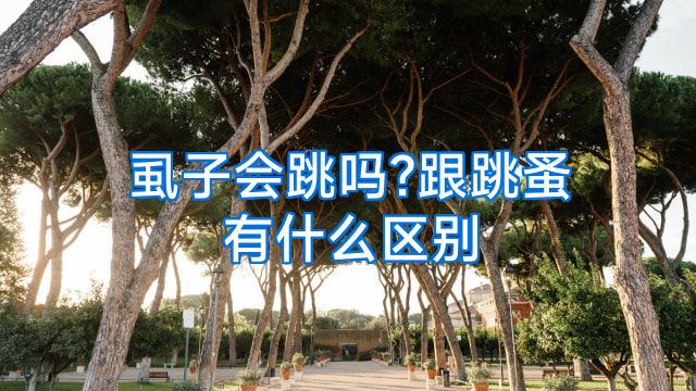 虱子会跳吗?跟跳蚤有什么区别