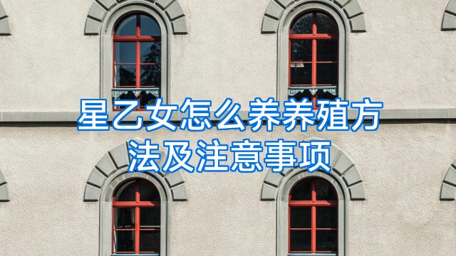 星乙女怎么养养殖方法及注意事项