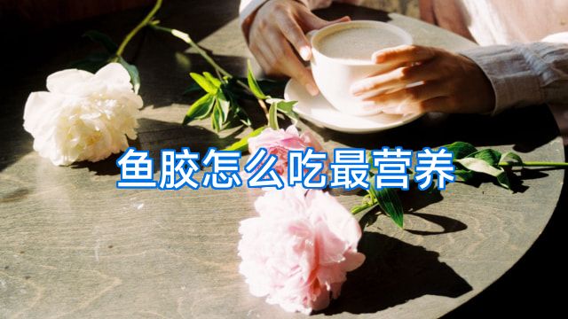 鱼胶怎么吃最营养