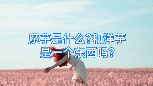 魔芋是什么?和洋芋是一个东西吗?