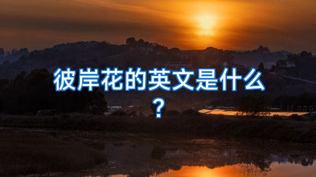 彼岸花的英文是什么?
