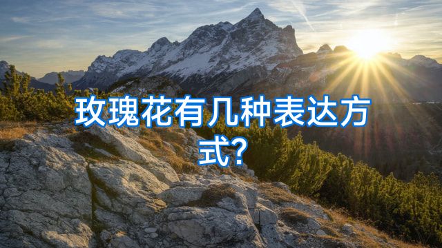 玫瑰花有几种表达方式?