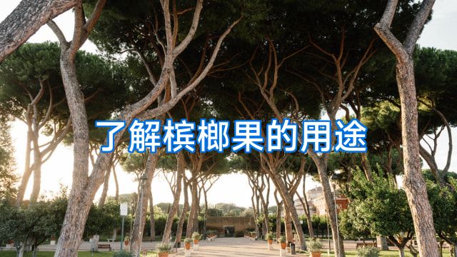 了解槟榔果的用途