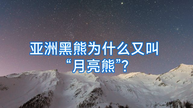 亚洲黑熊为什么又叫“月亮熊”?