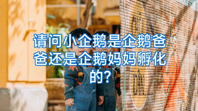 请问小企鹅是企鹅爸爸还是企鹅妈妈孵化的?