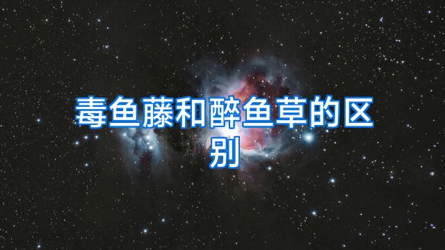 毒鱼藤和醉鱼草的区别