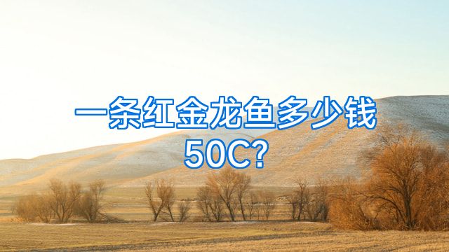 一条红金龙鱼多少钱50C?