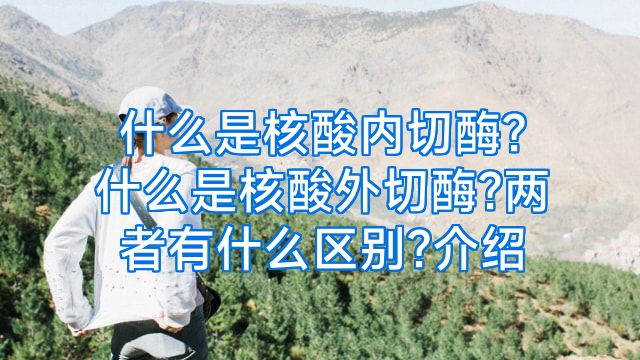 什么是核酸内切酶?什么是核酸外切酶?两者有什么区别?介绍