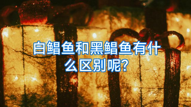 白鲳鱼和黑鲳鱼有什么区别呢?