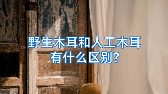 野生木耳和人工木耳有什么区别?