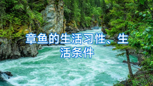 章鱼的生活习性、生活条件