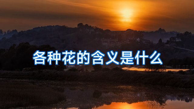 各种花的含义是什么