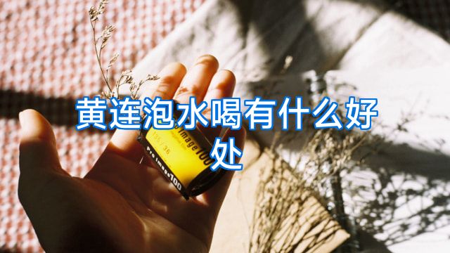 黄连泡水喝有什么好处