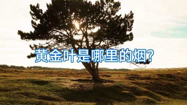 黄金叶是哪里的烟?