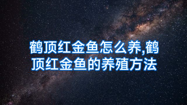 鹤顶红金鱼怎么养,鹤顶红金鱼的养殖方法