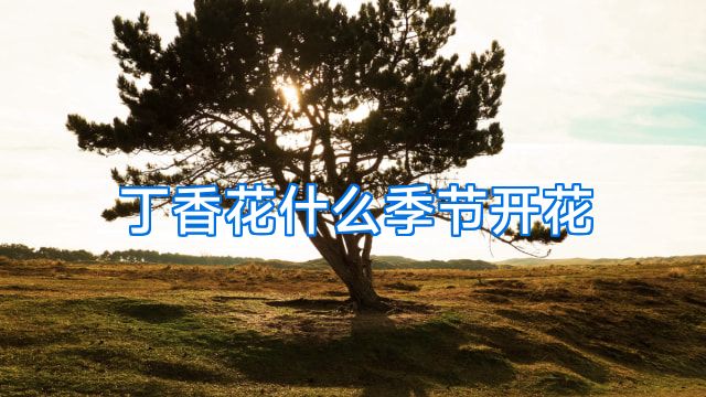 丁香花什么季节开花