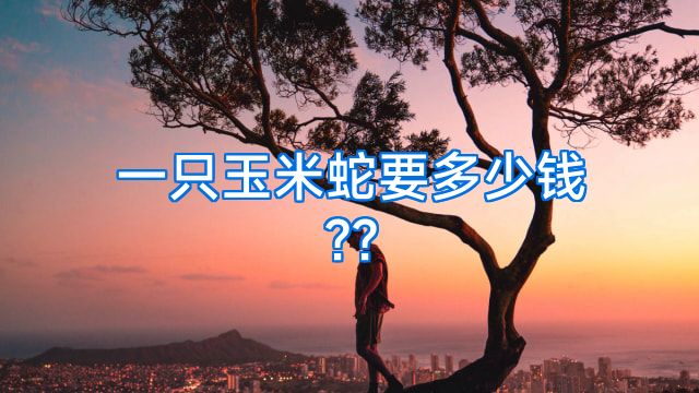 一只玉米蛇要多少钱??