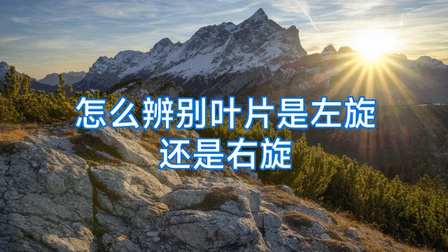 怎么辨别叶片是左旋还是右旋