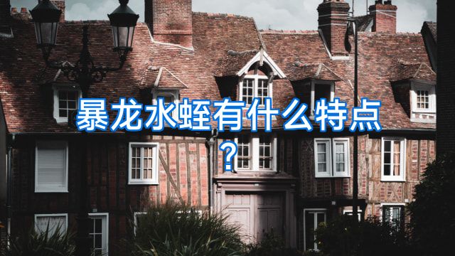 暴龙水蛭有什么特点?