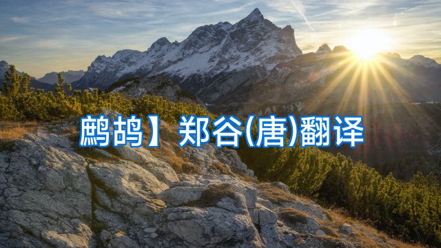 鹧鸪】郑谷(唐)翻译