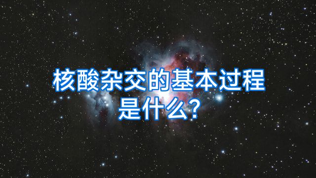 核酸杂交的基本过程是什么?