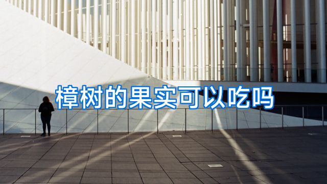 樟树的果实可以吃吗