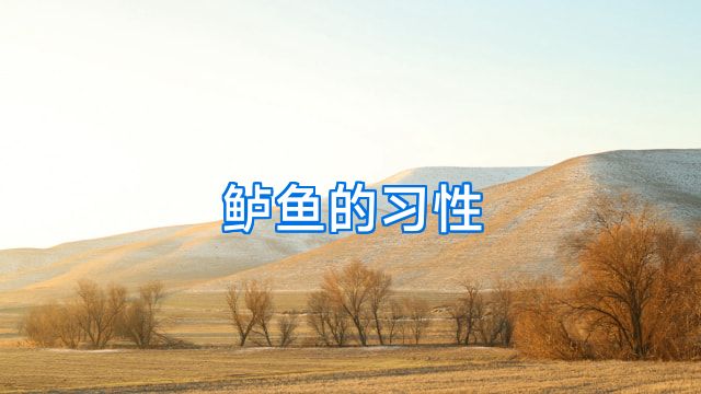 鲈鱼的习性